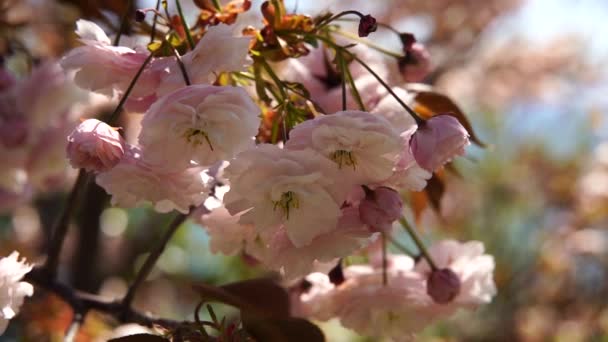 Dubbla körsbär blommar i full blom. En trädgren med blommor mot en blå himmel och solen skiner genom blommorna. — Stockvideo