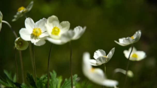 정원에서 꽃이 피는 Anemone Hupehensis 흰색 꽃, Anemone Japanica. — 비디오