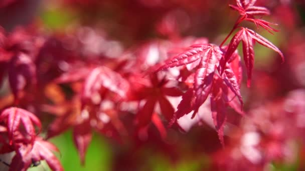 Hojas y ramas de arce momiji japonés rojo con luz solar en temporada de otoño — Vídeos de Stock