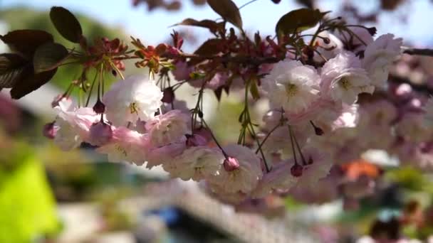 Double cherry blossoms in full bloom. A tree branch with flowers against a blue sky and the sun shines through the flowers. — 비디오