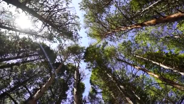 Vy från botten upp till sequoia träd grenar. — Stockvideo
