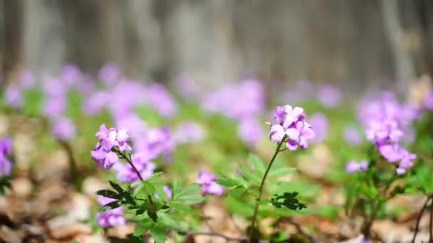 Första vårens skogsblommor, Cardamine Dentaria bulbifera, selektivt fokus. Lila och lila blommor skog. Vacker våren blommig bakgrund — Stockvideo
