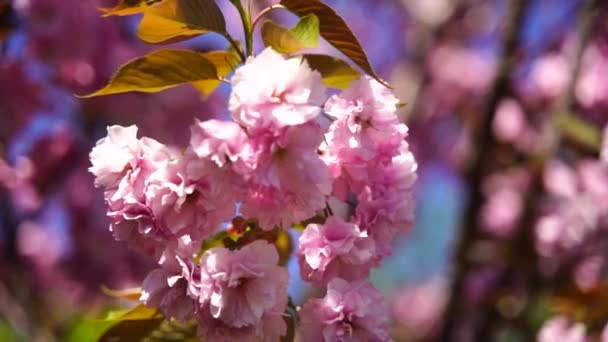 Двойной цветок вишни в полном расцвете. Ветка дерева с цветами против голубого неба и солнце светит сквозь цветы. — стоковое видео
