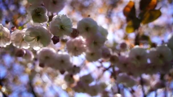 Двойной цветок вишни в полном расцвете. Ветка дерева с цветами против голубого неба и солнце светит сквозь цветы. — стоковое видео
