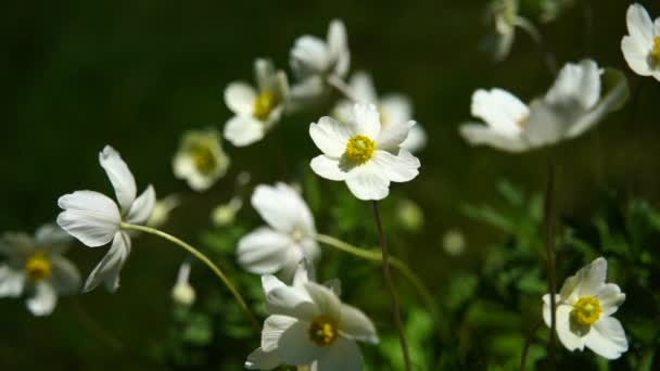 Anemone Hupehensis λευκά λουλούδια ανθίζουν στον κήπο, Anemone Japonica. — Αρχείο Βίντεο