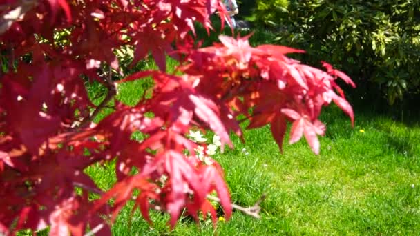 Красный японский момиджи листья клена и ветви с солнечным светом в осенний сезон — стоковое видео