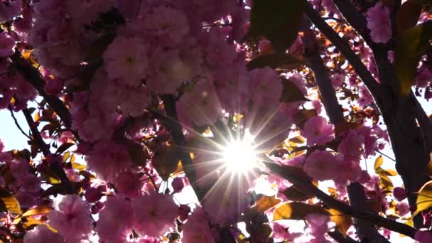 Double cherry blossoms in full bloom. A tree branch with flowers against a blue sky and the sun shines through the flowers. — Stok video