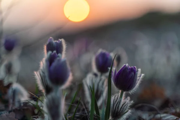 Rüya Güzel Pulsatilla Patens Lkbaharda Dağlarda Çiçek Açar Batan Güneşin — Stok fotoğraf