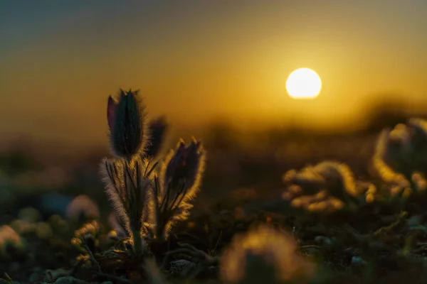 Rüya Güzel Pulsatilla Patens Lkbaharda Dağlarda Çiçek Açar Batan Güneşin — Stok fotoğraf