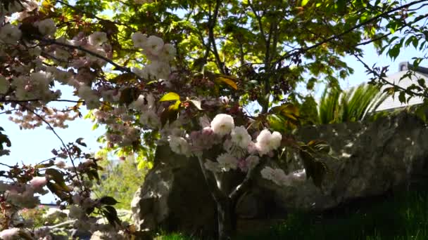 Double cherry blossoms in full bloom. A tree branch with flowers against a blue sky and the sun shines through the flowers. — Stok video