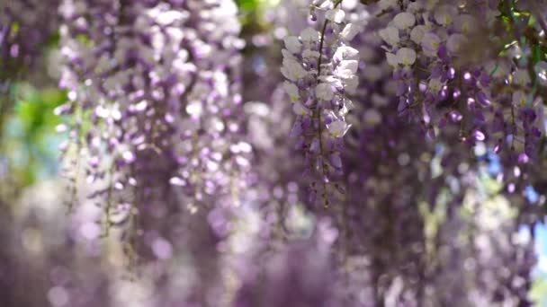 Zbliżenie wielu kwiatów lilii wisteria w ogrodzie w słoneczny wiosenny dzień, piękny odkryty tło kwiat sfotografowany z selektywnym ostrości — Wideo stockowe