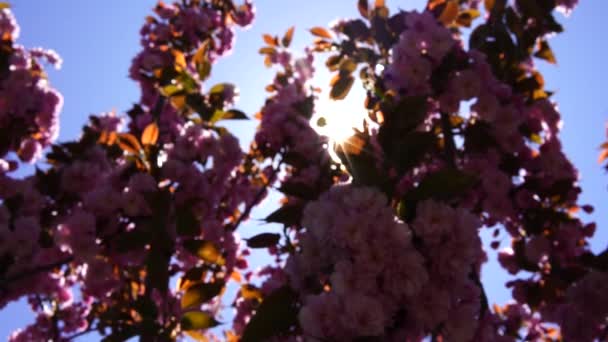 ดอกซากุระสองดอกบานเต็มที่ สาขาต้นไม้ที่มีดอกไม้กับท้องฟ้าสีฟ้าและดวงอาทิตย์ส่องผ่านดอกไม้ . — วีดีโอสต็อก