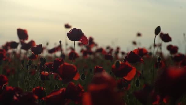 赤いポピーの花が咲き 春のメドウのクローズアップで風に揺れ 太陽の輝きの日没でゆっくりとした動きをします ネイチャーコンセプト — ストック動画