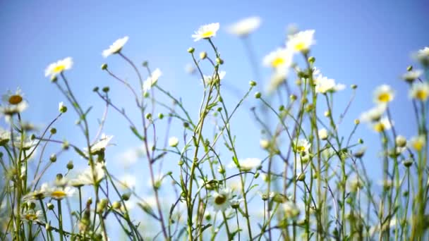 Field White Daisies Wind Sways Close Slow Motion Concept Nature — Stock Video