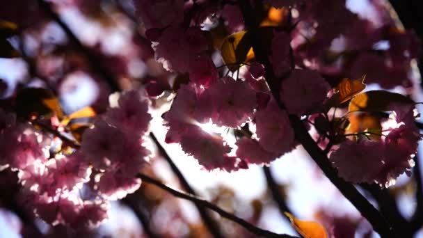 Double Cherry Blossoms Full Bloom Tree Branch Flowers Blue Sky — 图库视频影像