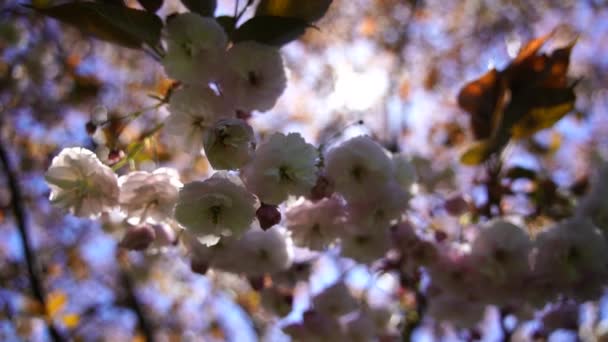 Double Cherry Blossoms Full Bloom Tree Branch Flowers Blue Sky — Stok video