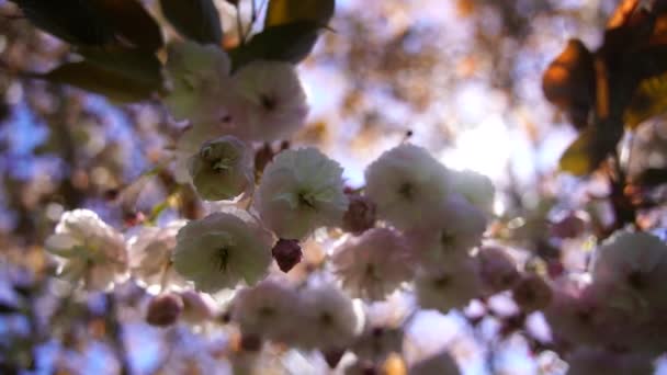 Двойной Цветок Вишни Полном Расцвете Ветка Дерева Цветами Против Голубого — стоковое видео