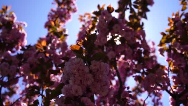 Double Cherry Blossoms Full Bloom Tree Branch Flowers Blue Sky — Stok video