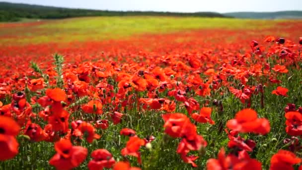 Slow Motion Field Wild Poppies Beautiful Summer Rural Landscape Fresh — Stock Video