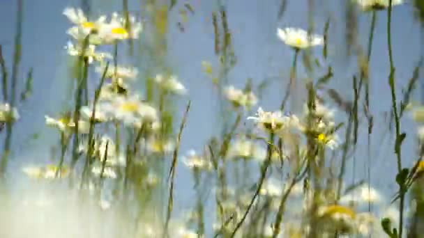 Поле Белых Маргариток Ветру Раскачивается Крупным Планом Замедленной Съемки Медленное — стоковое видео