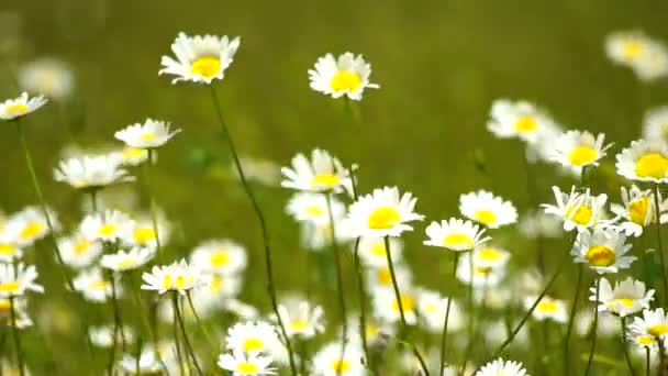 Campo Margaritas Blancas Viento Balancea Cámara Lenta Cámara Lenta Concepto — Vídeos de Stock