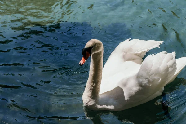 Swan Blue Lake Water Sunny Day Swans Pond Nature Series — Stock Photo, Image