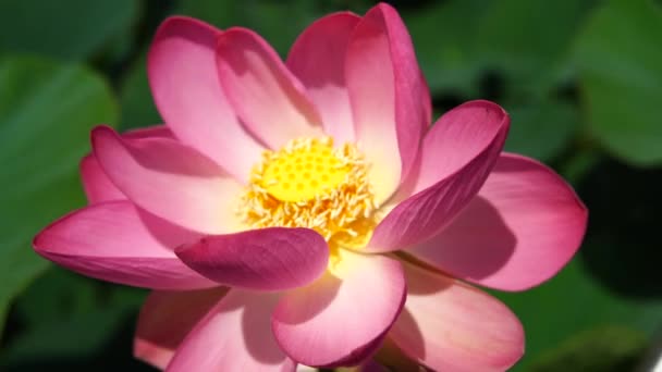 Fiore Loto Rosa Ondeggia Nel Vento Sullo Sfondo Delle Loro — Video Stock