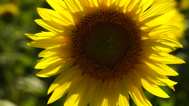 Zeitlupenvideo Eines Sonnenblumenfeldes Landwirtschaft Blick Auf Eine Blühende Sonnenblume Einem — Stockvideo