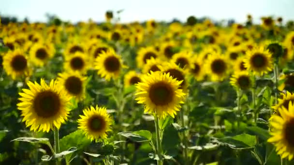 一个向日葵场的4K视频 看到一朵盛开的向日葵在一片片巨大的向日葵中迎风飘扬 — 图库视频影像