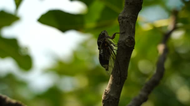 4K镜头的强烈嗡嗡声Cicadas 一只蝉坐在无花果树上 用声音录音 Cicada Lyristes Plebejus — 图库视频影像