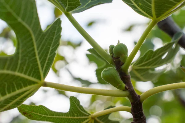 Green Raw Figs Branch Fig Tree Morning Sun Light — Stock Photo, Image