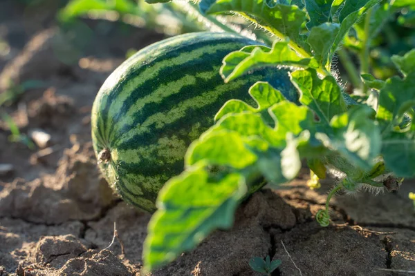 Watermelon grows on a green watermelon plantation in summer. Agricultural watermelon field