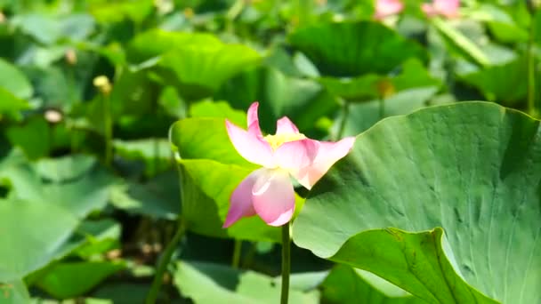 Růžový Lotosový Květ Houpe Větru Pozadí Jejich Zelených Listů Lotosové — Stock video