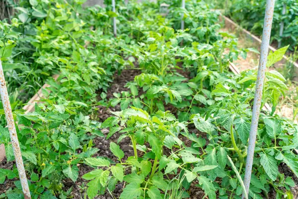 Tomato Plants Growing Outdoors Garden — Stock Photo, Image