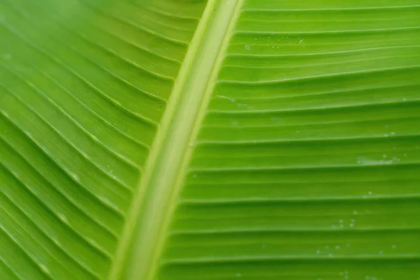Closeup Texture Green Banana Leaf — Stock Photo, Image
