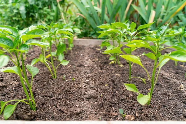 Plántulas Pimienta Crecen Jardín Verano — Foto de Stock