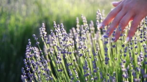 Vrouwelijke Hand Raakt Langzaam Rijpe Lavendelbloemen Aan Een Lavendelveld — Stockvideo