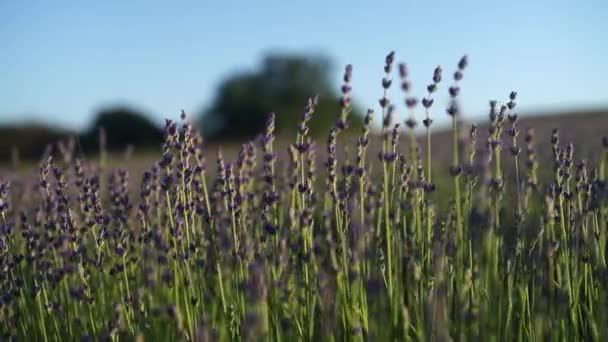 Velden Van Lavendelbloemen Bloeien Geurig Eindeloze Rijen Bij Zonsondergang Selectieve — Stockvideo