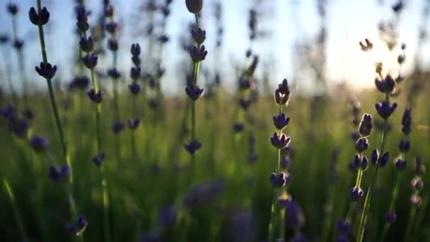 Lavanta Çiçekleri Gün Batımında Bitmeyen Sıralarda Çiçek Açıyor Lavanta Tarlalarındaki — Stok video