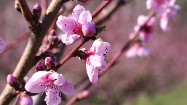 Красивый Розовый Цветок Персика Зеленом Фоне — стоковое видео