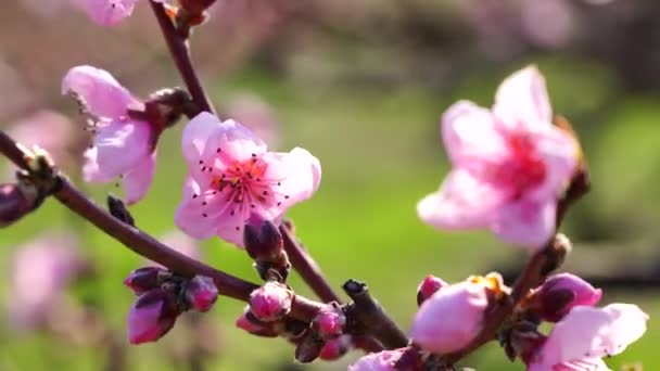 Красивый Розовый Цветок Персика Зеленом Фоне — стоковое видео