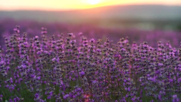 Lavendelveld Provence Frankrijk Bloeiende Paarse Geurige Lavendelbloemen Het Kweken Van — Stockvideo
