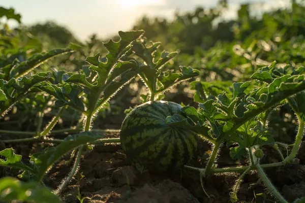 Watermelon grows on a green watermelon plantation in summer. Agricultural watermelon field