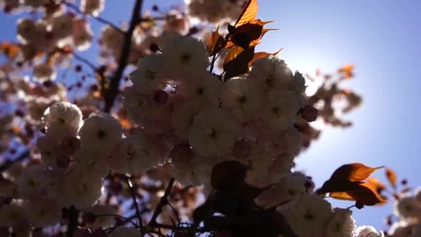 Подвійне Цвітіння Вишні Повністю Цвіте Гілка Дерева Квітами Тлі Блакитного — стокове відео