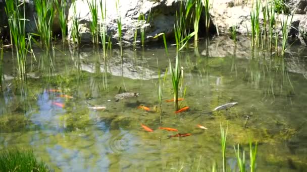 金鱼在池塘里游泳 慢镜头 科伊群 或金立 或尼西基戈伊 或锦蓝松鱼 从上面看五彩斑斓的鱼在花园池塘里游来游去 人工蓄水池 — 图库视频影像