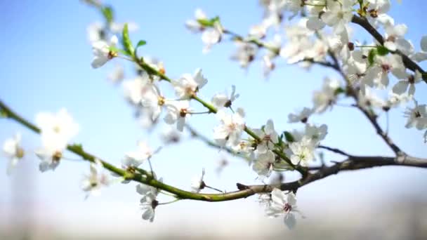 สาขาของดอกซาก ระดอกซาก ระส ขาวบานใกล ดอกซาก ระในฤด ใบไม ดอกไม ขาวของต นเชอร — วีดีโอสต็อก
