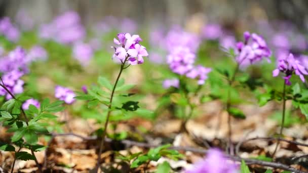 最初の春の森の花 カルダミンデンタリアのバルビフェラ 選択的な焦点 紫とライラックの森の花 美しい春の花の背景 — ストック動画