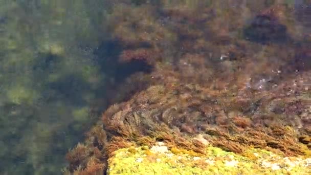 Algen Steen Groene Algen Bruine Algen Rotsen Een Ondiepe Diepte — Stockvideo