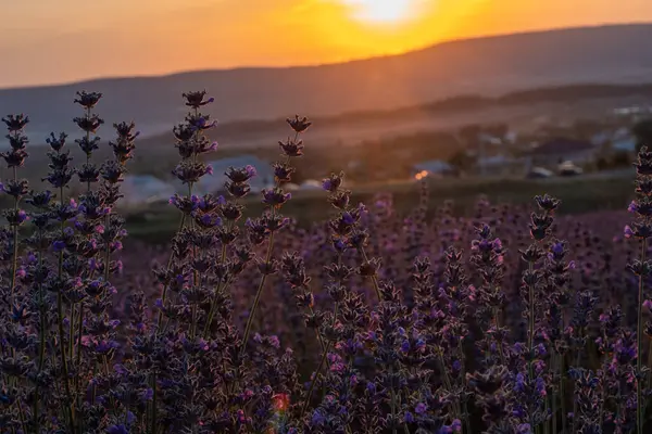 Beautiful Sunset Lavender Fields — Stock Photo, Image