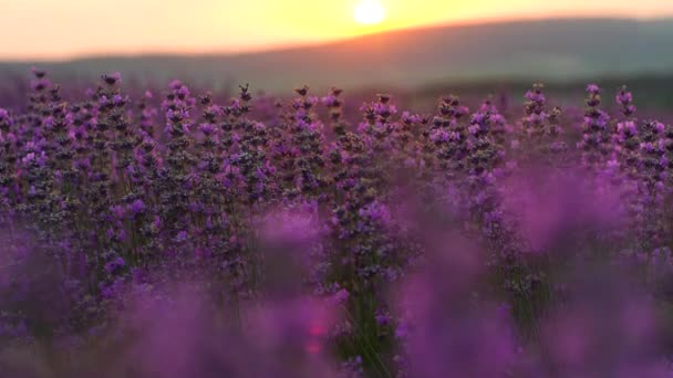 Lavendelveld Provence Frankrijk Bloeiende Paarse Geurige Lavendelbloemen Het Kweken Van — Stockvideo